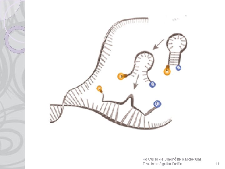 4 o Curso de Diagnóstico Molecular Dra. Irma Aguilar Delfín 11 