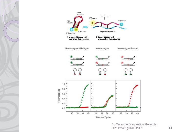 4 o Curso de Diagnóstico Molecular Dra. Irma Aguilar Delfín 13 