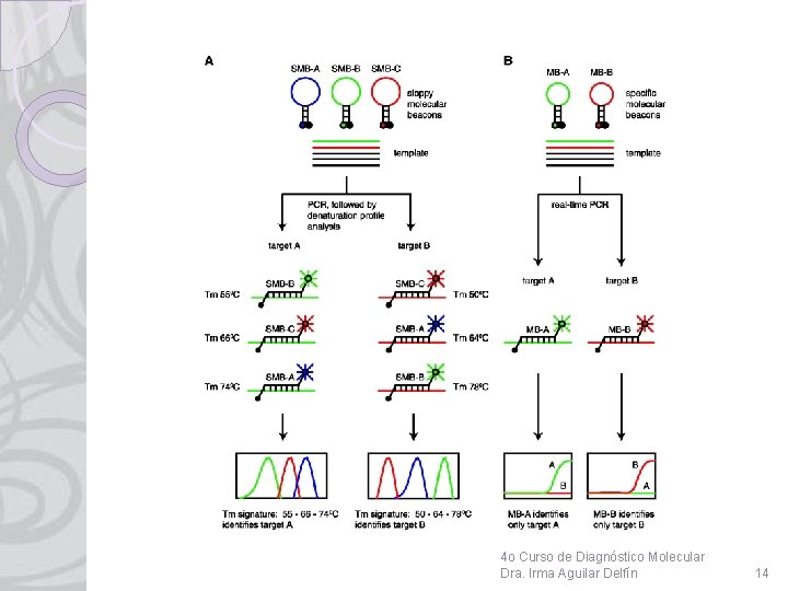 4 o Curso de Diagnóstico Molecular Dra. Irma Aguilar Delfín 14 