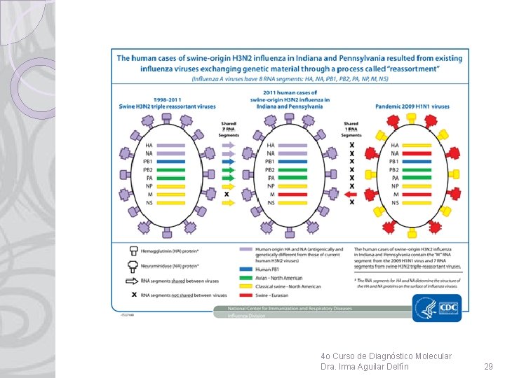 4 o Curso de Diagnóstico Molecular Dra. Irma Aguilar Delfín 29 