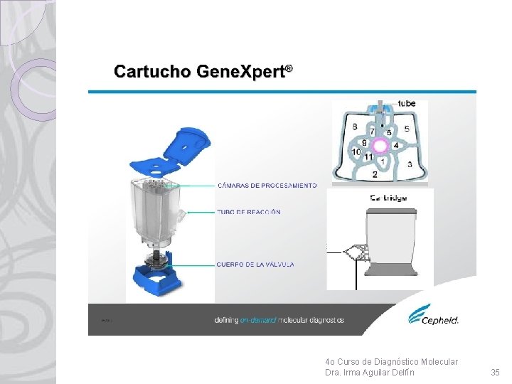 4 o Curso de Diagnóstico Molecular Dra. Irma Aguilar Delfín 35 