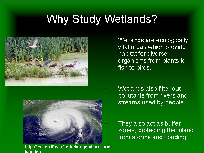 Why Study Wetlands? • Wetlands are ecologically vital areas which provide habitat for diverse