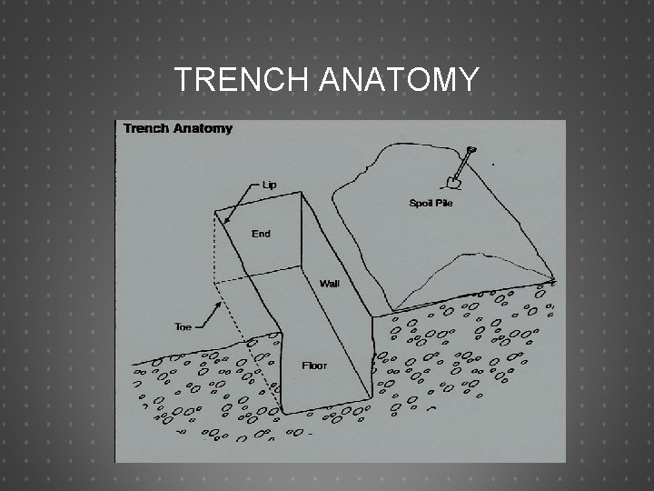 TRENCH ANATOMY 