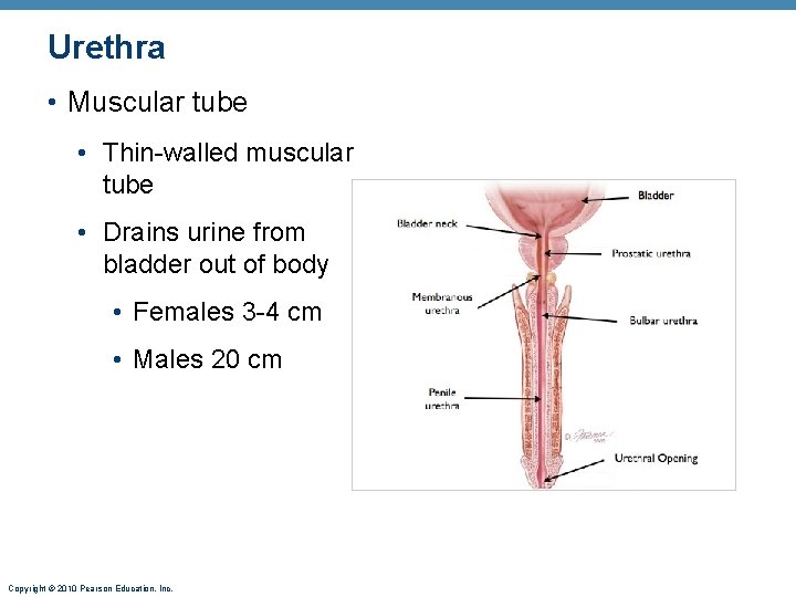 Urethra • Muscular tube • Thin-walled muscular tube • Drains urine from bladder out Urethra • Muscular tube • Thin-walled muscular tube • Drains urine from bladder out