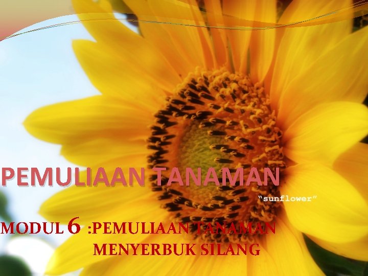 PEMULIAAN TANAMAN MODUL 6 : PEMULIAAN TANAMAN MENYERBUK SILANG 