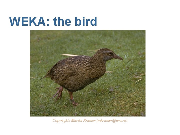 WEKA: the bird Copyright: Martin Kramer (mkramer@wxs. nl) 