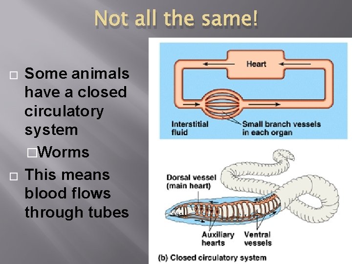 Not all the same! � � Some animals have a closed circulatory system �Worms