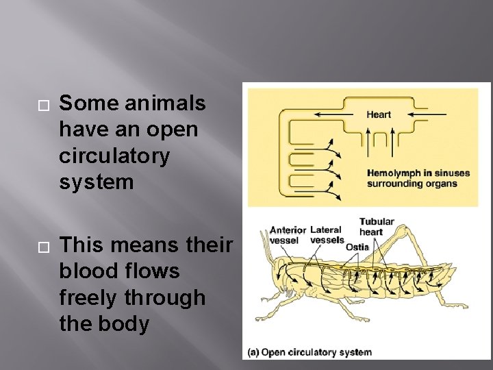 � � Some animals have an open circulatory system This means their blood flows