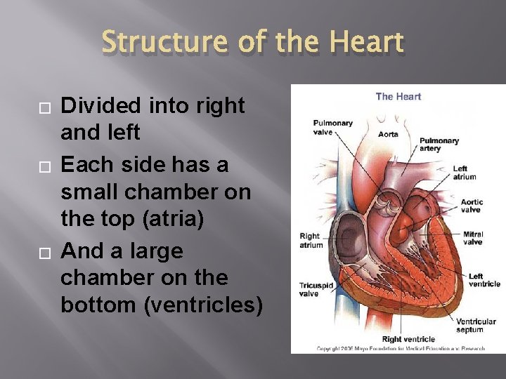 Structure of the Heart � � � Divided into right and left Each side