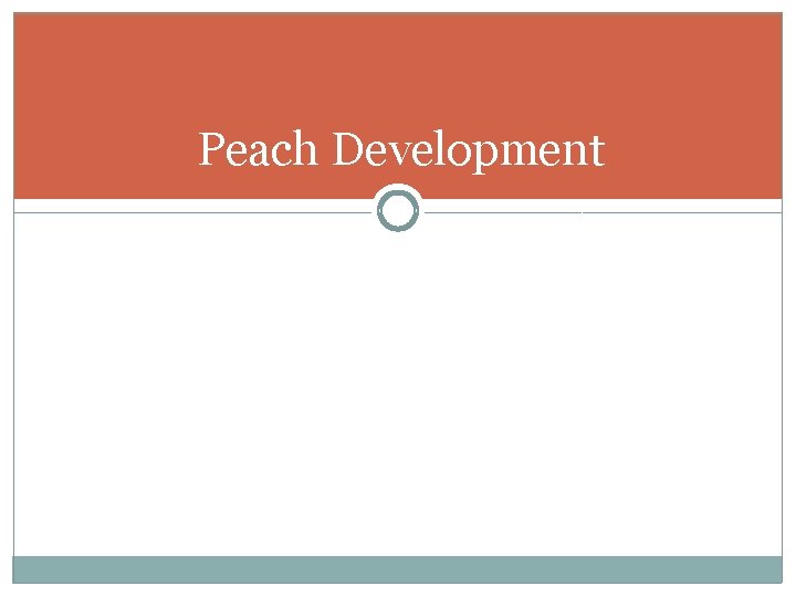 Peach Development 