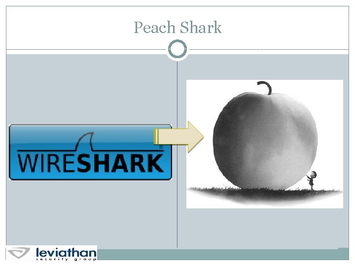 Peach Shark 