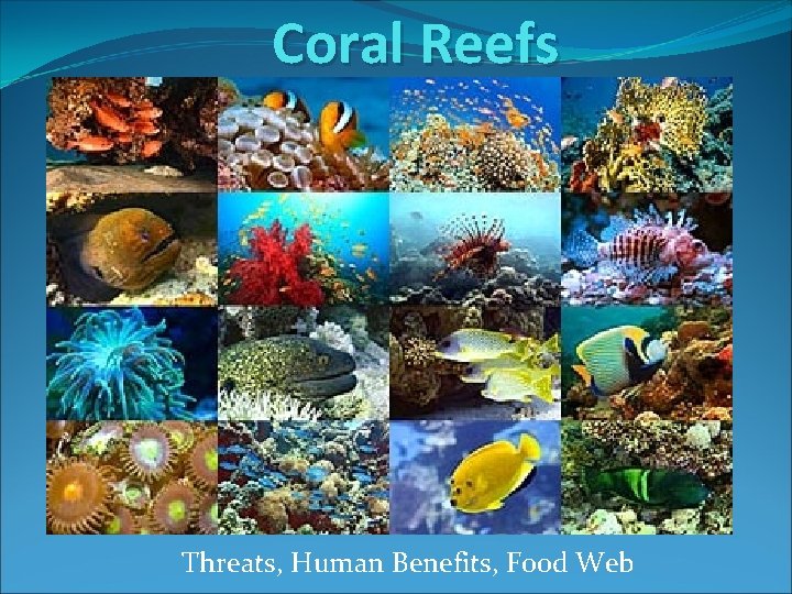 Coral Reefs Threats, Human Benefits, Food Web 