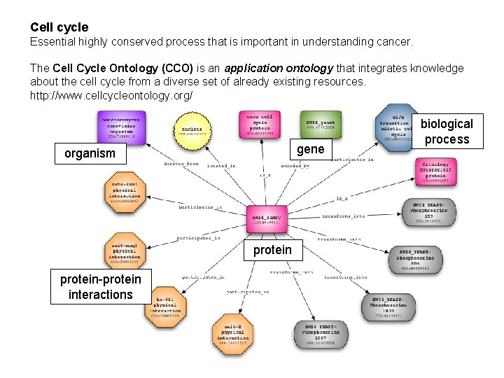 Cell cycle Essential highly conserved process that is important in understanding cancer. The Cell