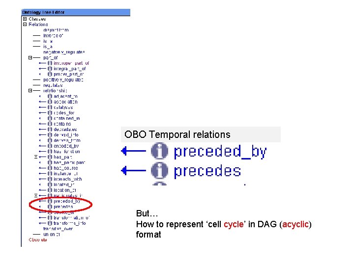OBO Temporal relations But… How to represent ‘cell cycle’ in DAG (acyclic) format 