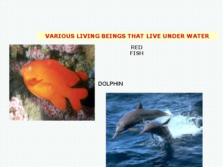 VARIOUS LIVING BEINGS THAT LIVE UNDER WATER RED FISH DOLPHIN 