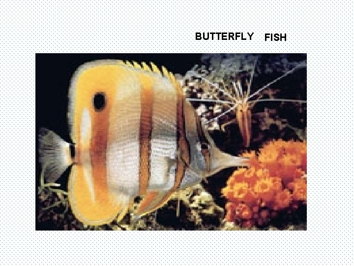 BUTTERFLY FISH 