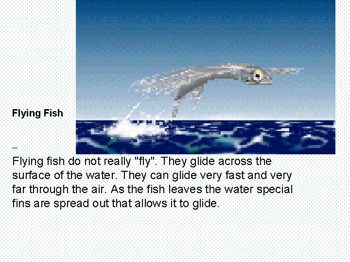 Flying Fish Flying fish do not really "fly". They glide across the surface of