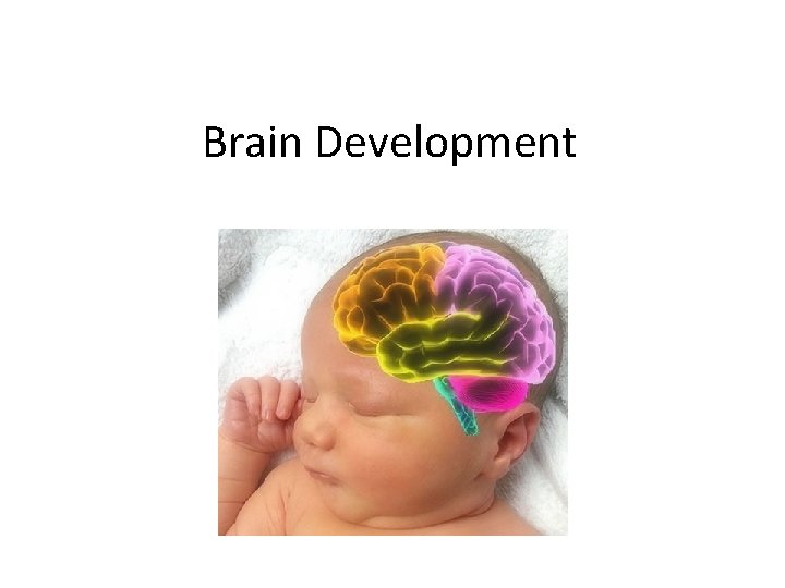 Brain Development 