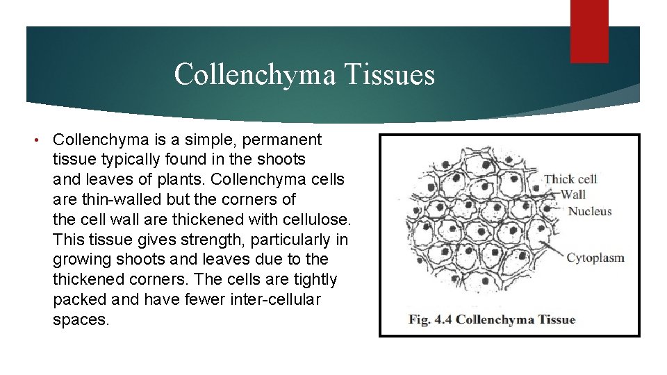 Collenchyma Tissues • Collenchyma is a simple, permanent tissue typically found in the shoots Collenchyma Tissues • Collenchyma is a simple, permanent tissue typically found in the shoots