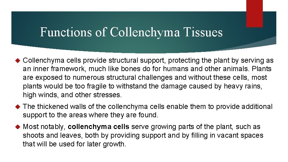 Functions of Collenchyma Tissues Collenchyma cells provide structural support, protecting the plant by serving Functions of Collenchyma Tissues Collenchyma cells provide structural support, protecting the plant by serving
