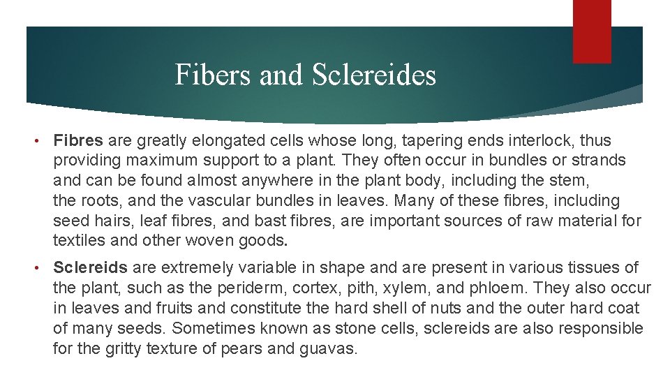 Fibers and Sclereides • Fibres are greatly elongated cells whose long, tapering ends interlock, Fibers and Sclereides • Fibres are greatly elongated cells whose long, tapering ends interlock,