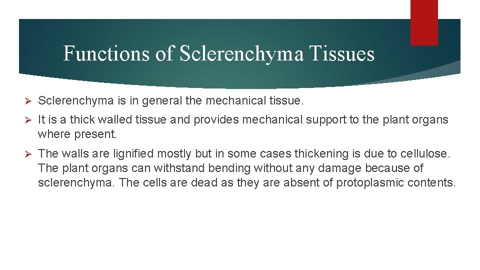Functions of Sclerenchyma Tissues Ø Sclerenchyma is in general the mechanical tissue. Ø It Functions of Sclerenchyma Tissues Ø Sclerenchyma is in general the mechanical tissue. Ø It