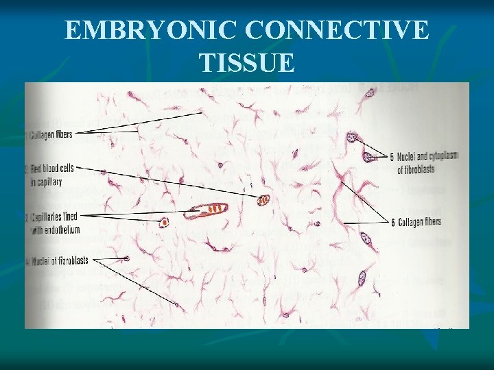EMBRYONIC CONNECTIVE TISSUE 
