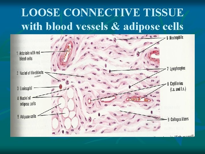 LOOSE CONNECTIVE TISSUE with blood vessels & adipose cells 