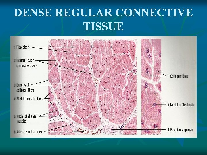 DENSE REGULAR CONNECTIVE TISSUE 