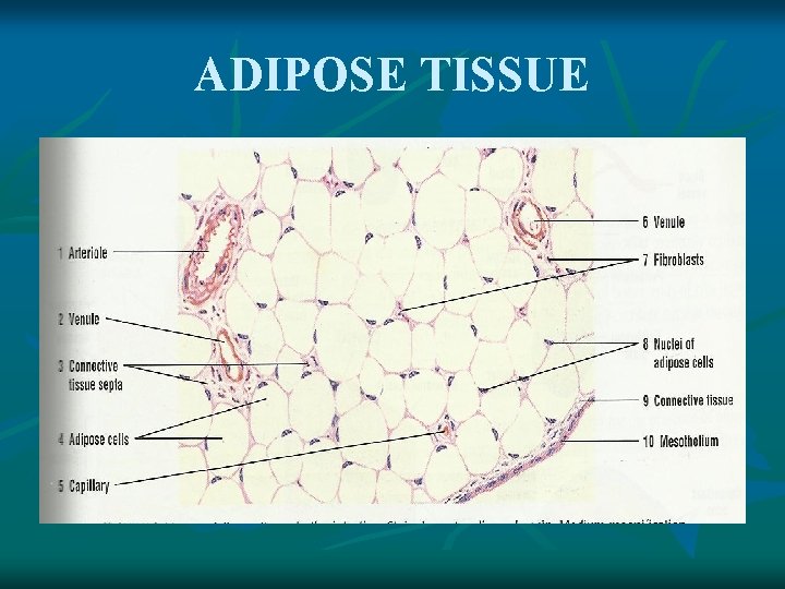 ADIPOSE TISSUE 