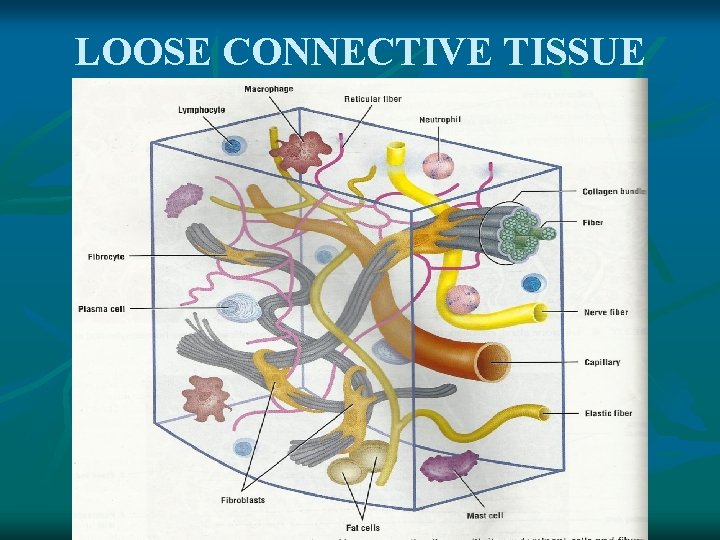 LOOSE CONNECTIVE TISSUE 