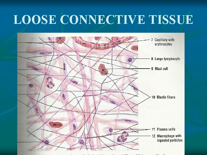 LOOSE CONNECTIVE TISSUE 