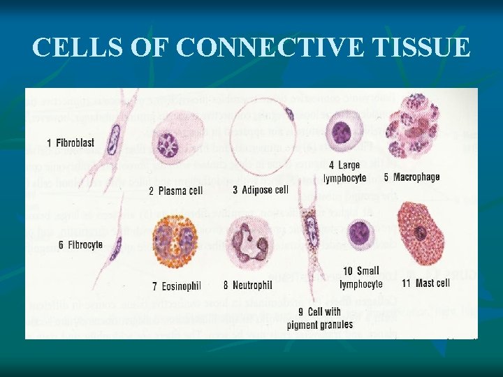 CELLS OF CONNECTIVE TISSUE 