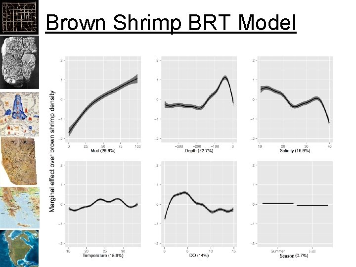 Brown Shrimp BRT Model 