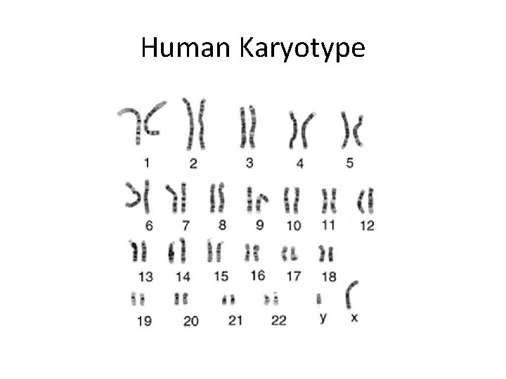 Human Karyotype 