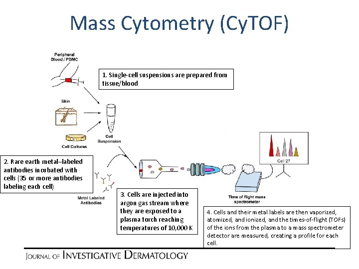 Mass Cytometry (Cy. TOF) 1. Single-cell suspensions are prepared from tissue/blood 2. Rare earth Mass Cytometry (Cy. TOF) 1. Single-cell suspensions are prepared from tissue/blood 2. Rare earth