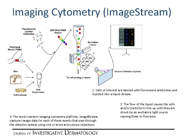 Imaging Cytometry (Image. Stream) 1. Cells of interest are labeled with fluorescent antibodies and Imaging Cytometry (Image. Stream) 1. Cells of interest are labeled with fluorescent antibodies and