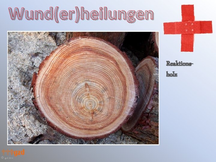 Wund(er)heilungen Reaktionsholz gzd 2014 Wund(er)heilungen Reaktionsholz gzd 2014