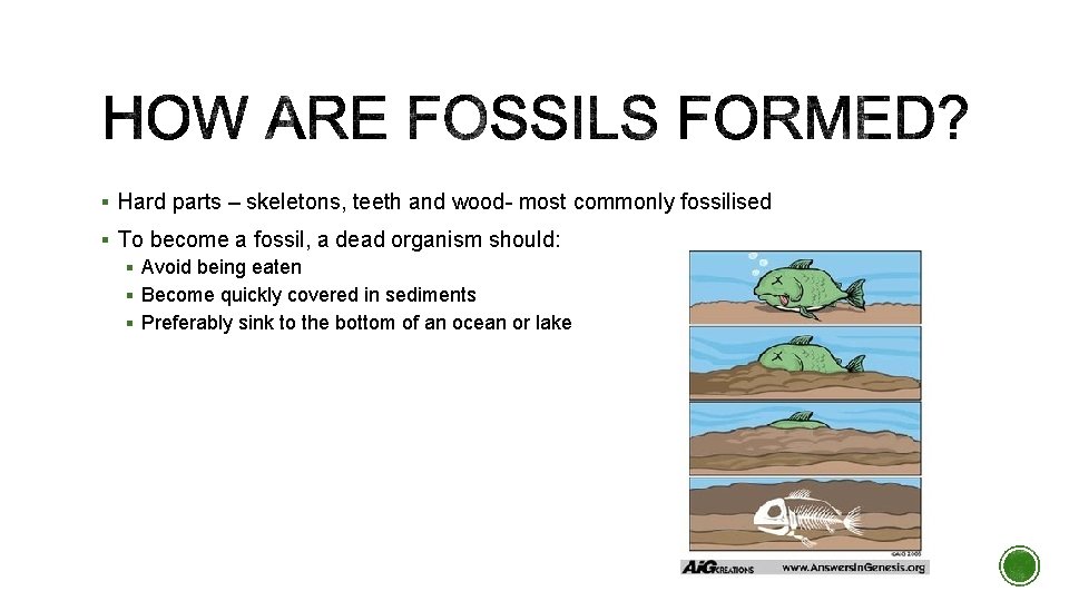 § Hard parts – skeletons, teeth and wood- most commonly fossilised § To become § Hard parts – skeletons, teeth and wood- most commonly fossilised § To become