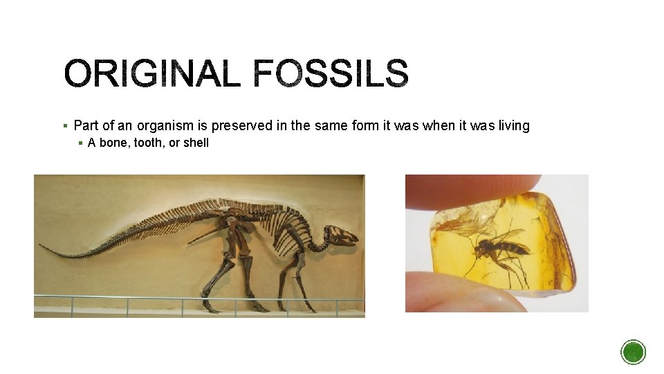 § Part of an organism is preserved in the same form it was when § Part of an organism is preserved in the same form it was when