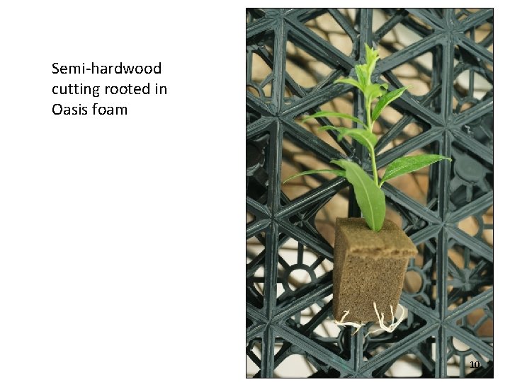 Semi-hardwood cutting rooted in Oasis foam 10 
