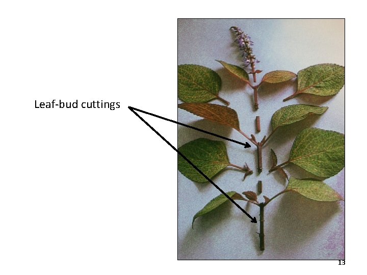 Leaf-bud cuttings 13 