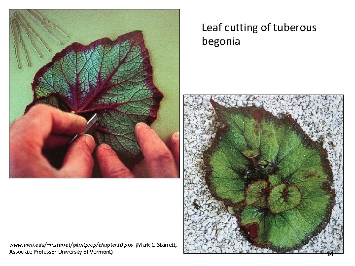 Leaf cutting of tuberous begonia www. uvm. edu/~mstarret/plantprop/chapter 10. pps (Mark C. Starrett, Associate