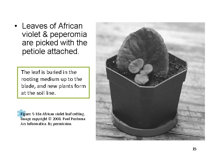  • Leaves of African violet & peperomia are picked with the petiole attached.