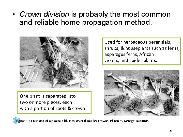  • Crown division is probably the most common and reliable home propagation method.