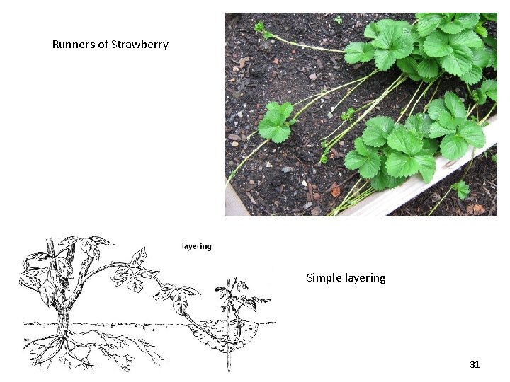 Runners of Strawberry Simple layering 31 