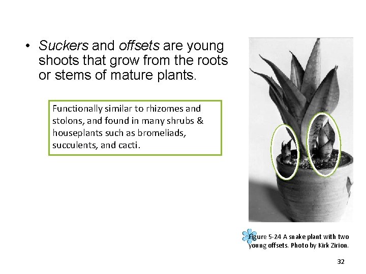  • Suckers and offsets are young shoots that grow from the roots or