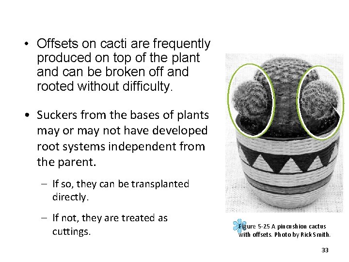  • Offsets on cacti are frequently produced on top of the plant and