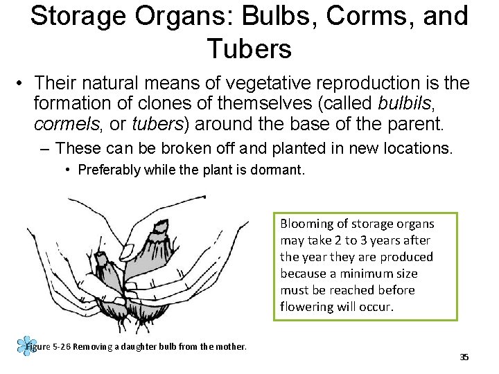 Storage Organs: Bulbs, Corms, and Tubers • Their natural means of vegetative reproduction is