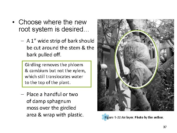  • Choose where the new root system is desired… – A 1” wide